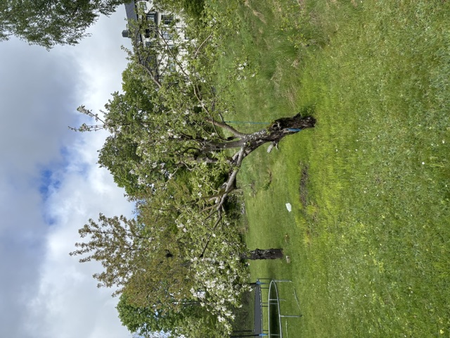 Äppelträd efter beskärning